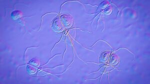 Η επιδημία Giardiasis  στην Ιταλία από μολυσμένο νερό βρύσης - Cibum.gr