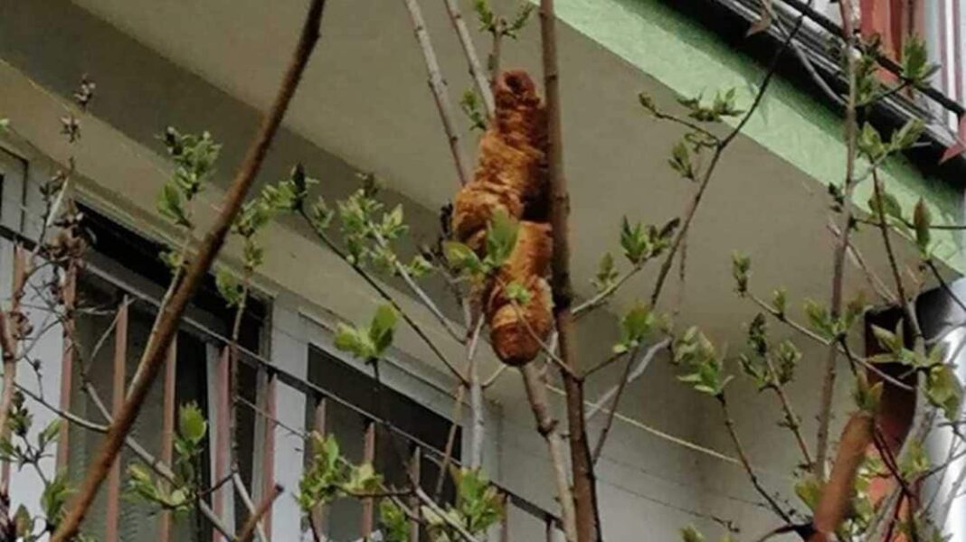 Όταν ένα αθώο κρουασάν γίνεται επικίνδυνο ερπετό - Cibum.gr