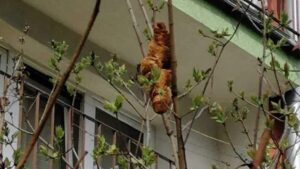Όταν ένα αθώο κρουασάν γίνεται επικίνδυνο ερπετό - Cibum.gr