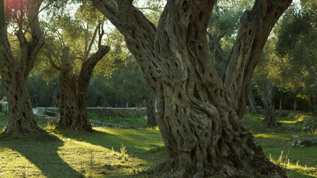 Καταγραφή των αιωνόβιων ελαιόδεντρων στο Νότιο Αιγαίο - Cibum.gr