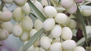 Λευκές ελιές: Μια σπάνια ποικιλία με καταγωγή από την αρχαιότητα - Cibum.gr