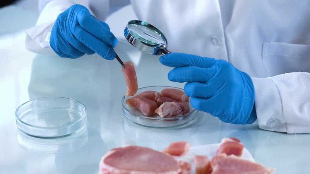 EFSA:  Αφρικανική πανώλη των χοίρων: κίνδυνοι από ζωοτροφές, κλινοσκεπάσματα και μεταφορές - Cibum.gr