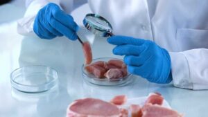 EFSA:  Αφρικανική πανώλη των χοίρων: κίνδυνοι από ζωοτροφές, κλινοσκεπάσματα και μεταφορές - Cibum.gr