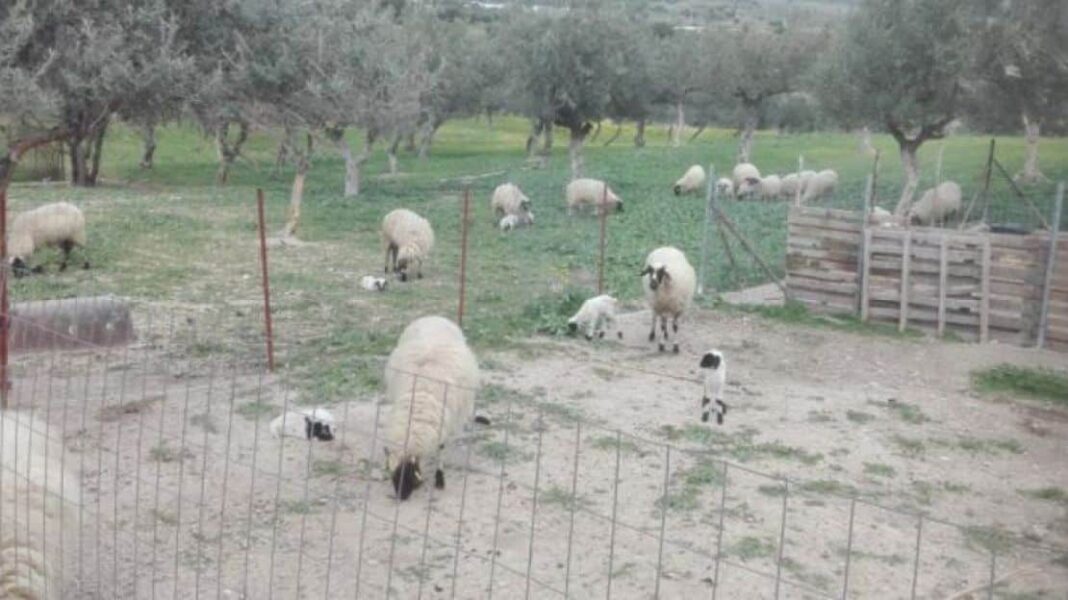 Open Farm Days 2021: Εκδρομή στο αγρόκτημα στις 25 και 26 Σεπτεμβρίου - Cibum.gr