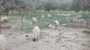 Open Farm Days 2021: Εκδρομή στο αγρόκτημα στις 25 και 26 Σεπτεμβρίου - Cibum.gr