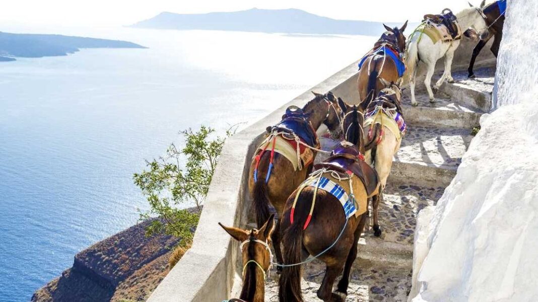 Απαγόρευση της εργασίας και της μεταφοράς των ζώων σε ώρες υψηλών θερμοκρασιών - Cibum.gr
