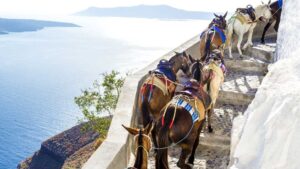 Απαγόρευση της εργασίας και της μεταφοράς των ζώων σε ώρες υψηλών θερμοκρασιών - Cibum.gr