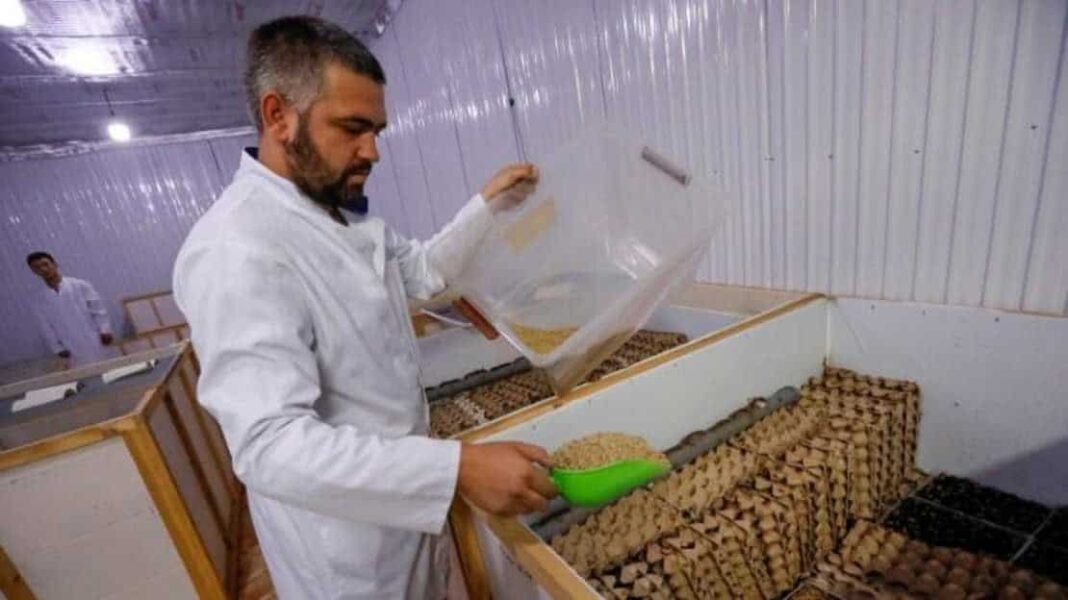 Το πρώτο αγρόκτημα εκτροφής γρύλων. Παράγουν μπάρες και αλεύρι από γρύλλους - Cibum.gr