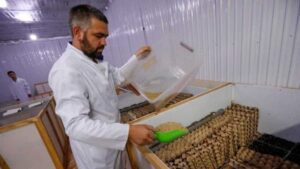 Το πρώτο αγρόκτημα εκτροφής γρύλων. Παράγουν μπάρες και αλεύρι από γρύλλους - Cibum.gr