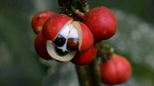 EFSA: Τα νέα επιστημονικά δεδομένα για τη χρήση του γκουαρανά στα τρόφιμα - Cibum.gr