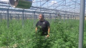 Γιατί η Ελλάδα μπορεί να εξελιχθεί σε παγκόσμια δύναμη καλλιέργειας κάνναβης - Cibum.gr