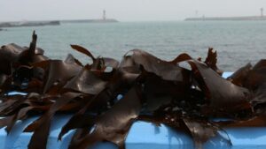 New food: Το kelp είναι το νέο… κέιλ - Cibum.gr