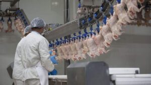 Η παγκόσμια εξάπλωση της Salmonella enteritidis μέσω των πουλερικών - Cibum.gr