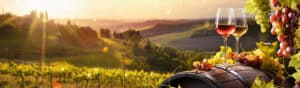 Αμπελοκαλλιέργειες: Οι νικητές και οι ηττημένοι από την κλιματική αλλαγή - Cibum.gr