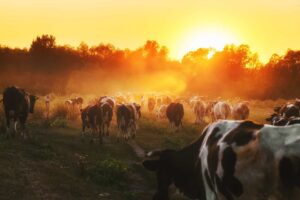 Ολλανδία: Αγρότες και κτηνοτρόφοι διαμαρτύρονται αποκλείοντας κόμβους διανομής αλυσίδων τροφίμων σε διάφορες πόλεις - Cibum.gr