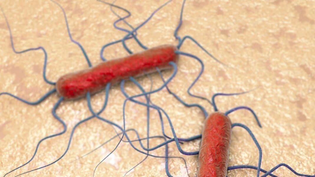 Διεθνή: Listeria σε αλυσίδα επεξεργασίας σολομών - Cibum.gr