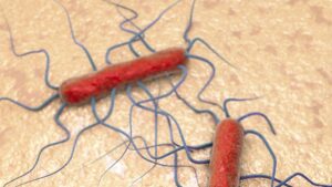 Διεθνή: Listeria σε αλυσίδα επεξεργασίας σολομών - Cibum.gr