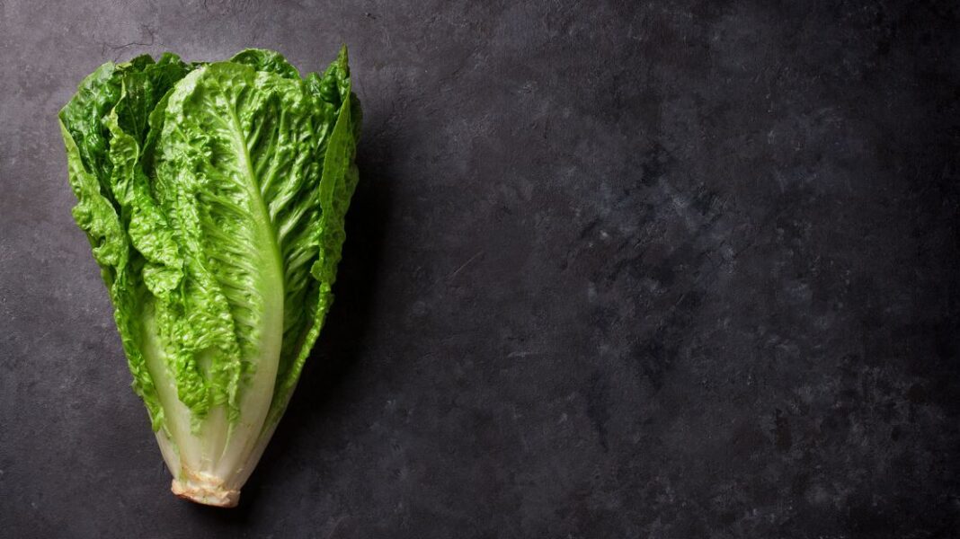 ΗΠΑ: Αναλύσεις του FDA στο μαρούλι Romaine για την επιδημία E. Coli σε πολλές πολιτείες - Cibum.gr
