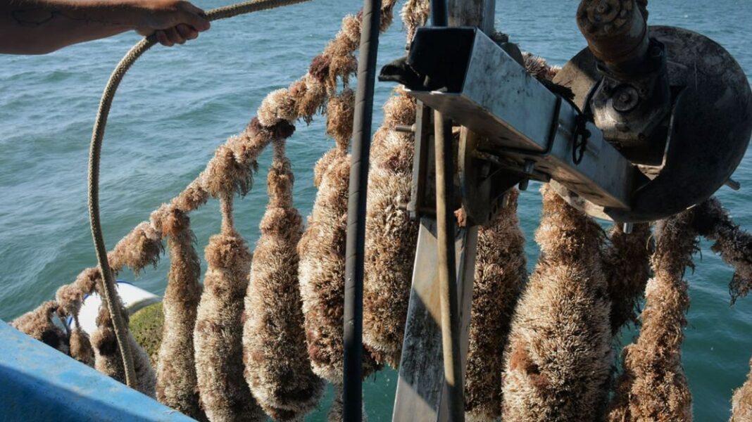 Καταστροφές στις μυδοκαλλιέργειες λόγω υψηλών θερμοκρασιών στον Θερμαϊκό Κόλπο - Cibum.gr