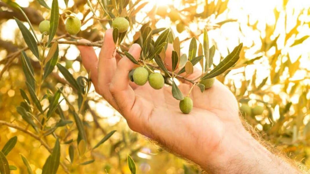 Χανιά: Χρήση νέων τεχνολογιών στην ελαιοκαλλιέργεια - Cibum.gr