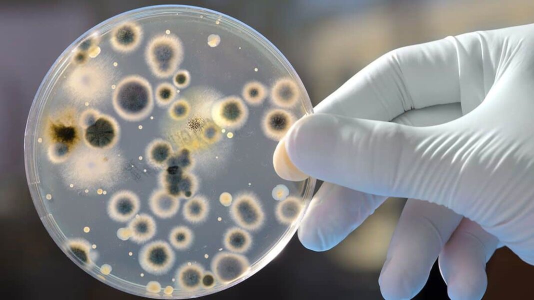 Εναλλακτική μέθοδος για τον εντοπισμό Salmonella σε εγκαταστάσεις επεξεργασίας τροφίμων - Cibum.gr