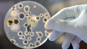 Εναλλακτική μέθοδος για τον εντοπισμό Salmonella σε εγκαταστάσεις επεξεργασίας τροφίμων - Cibum.gr