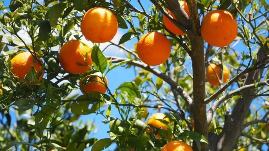 Νέα θέση εργασίας για Γεωπόνο - Cibum.gr
