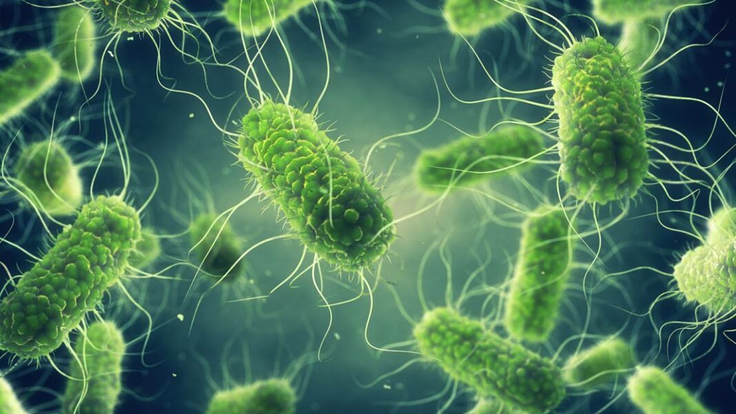 Φιλανδία: 30 ασθενείς από εστία Salmonella - Διερευνάται η πηγή - Cibum.gr