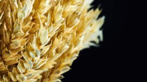 Αλκαλοειδή ergot στα δημητριακά: Νέα όρια στην Ευρώπη - Cibum.gr