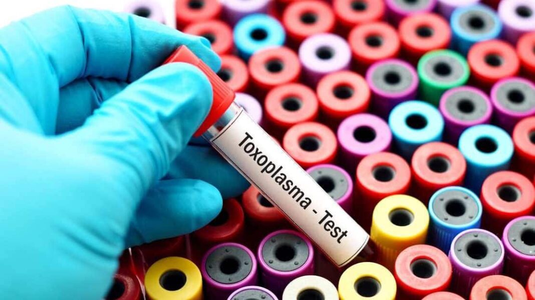 Το Toxoplasma gondii στην κορυφή της λίστας κινδύνου παθογόνων από τρόφιμα - Cibum.gr