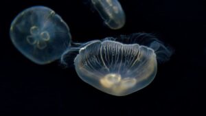 Τι να κάνετε εάν σας τσιμπήσει τσούχτρα - Cibum.gr