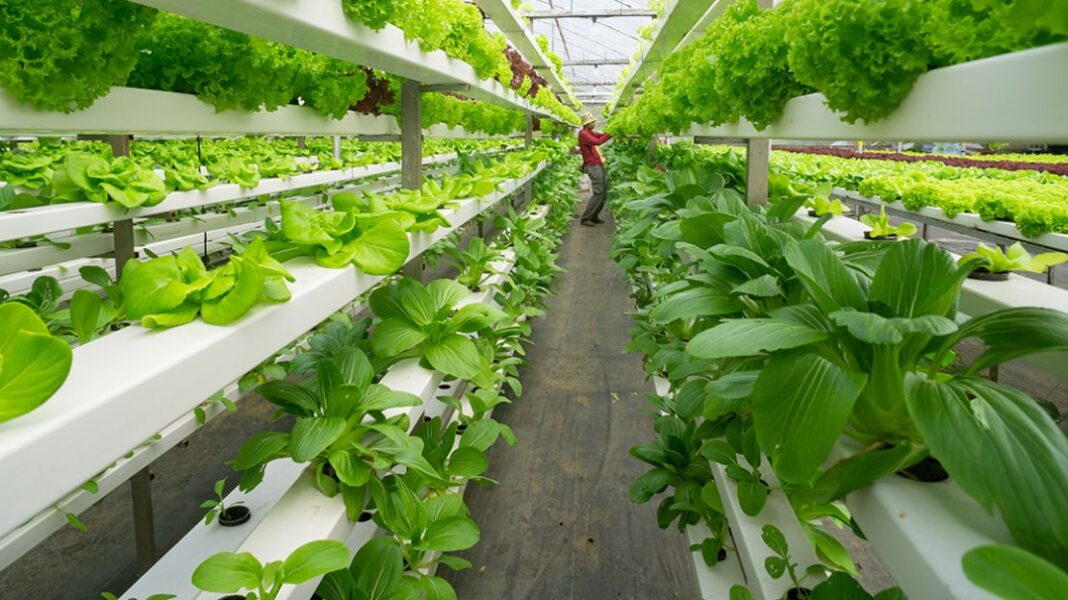 Vertical Farming: Γιατί λένε οι ειδικοί πως ήρθε για να μείνει; - Cibum.gr