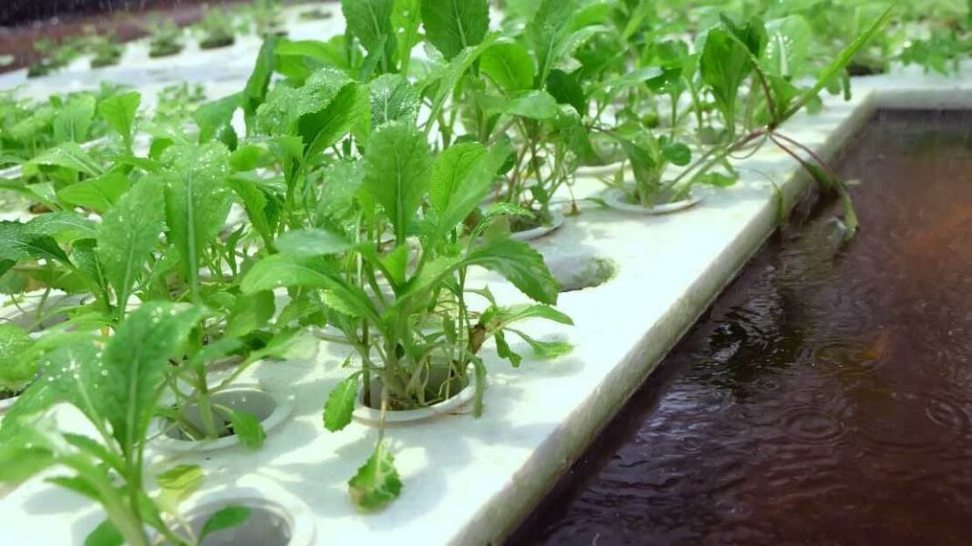 Τα προϊόντα υδροπονικών καλλιέργειων λύση στις τροφικές δηλητηριάσεις - Cibum.gr
