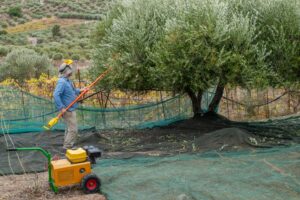 Κρήτη: Πρωτοφανής ομαδική αλλεργία σε ελαιοσυγκομιδή - Cibum.gr