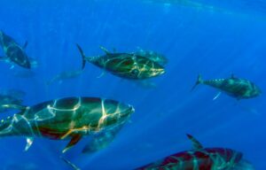 Atlantic Bluefin Tuna: Το ψάρι των 3 εκατομμυρίων ευρώ! - Cibum.gr