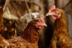 Έκλεβε κοτόπουλα και τα πουλούσε σε επιχειρήσεις τροφίμων - Cibum.gr