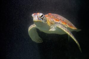 Τροφική δηλητηρίαση από κρέας χελώνας στην Τανζανία – 3 παιδιά έχουν καταλήξει, 22 άτομα νοσηλεύονται - Cibum.gr