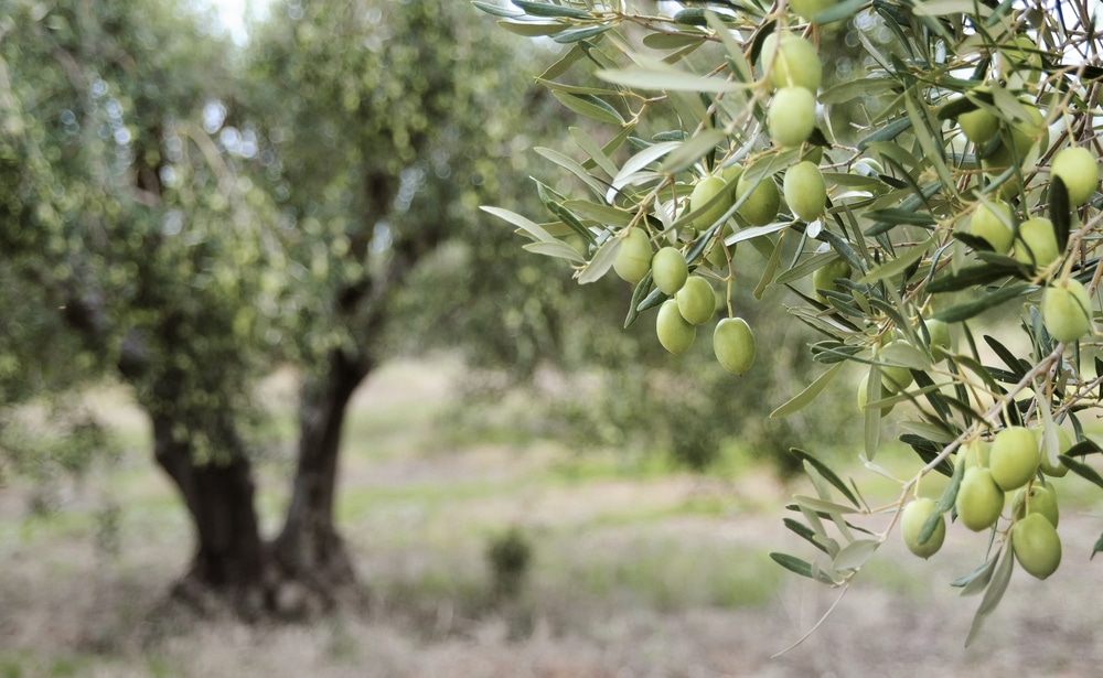 Λιομάζωμα στη... Γλυφάδα! - Cibum.gr