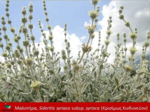 Κρητική ματζουράνα, μαλοτήρας, δίκταμο και φουρφούλακας εξελίσσονται σε "φλέβα χρυσού" για την ελληνική γεωργία - Cibum.gr