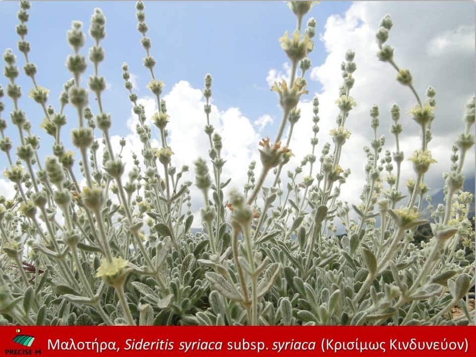 Κρητική ματζουράνα, μαλοτήρας, δίκταμο και φουρφούλακας εξελίσσονται σε