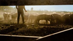 Εγκρίθηκε από την Κομισιόν η 9η τροποποίηση του Προγράμματος Αγροτικής Ανάπτυξης - Cibum.gr