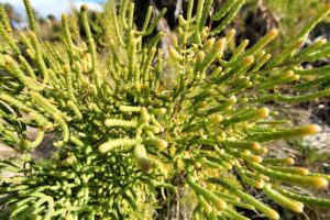 Sarcocornia perennis : Το νέο και πολλά υποσχόμενο υποκατάστατο αλατιού - Cibum.gr