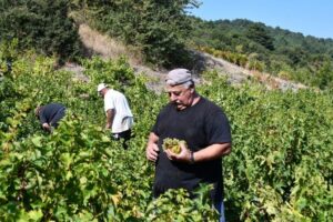 “Αρχέγονα Εδάφη”: Ο ΕΟΣ Σάμου τιμά εμβληματικούς παραγωγούς