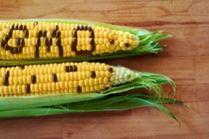 Διεθνή: GMO καλαμπόκι και σόγια λαμβάνουν έγκριση ασφάλειας για παραγωγή