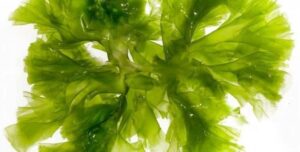 EFSA: Απόρριψη του λαδιού  Schizochytrium sp. ως NF για χρήση σε βρεφικά παρασκευάσματα