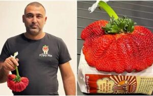 Η μεγαλύτερη φράουλα στον κόσμο – Μπήκε στα Guinness!