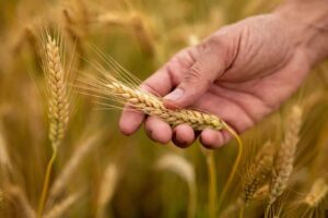 Η Ρουμανία δεν θα περιορίσει τις εξαγωγές σιτηρών λόγω του πολέμου