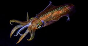 Squid game..changer στη συσκευασία: Νέο θερμορυθμιστικό υλικό εμπνευσμένο από καλαμάρια