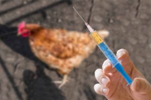 Νέα ετικέτα “Χωρίς αντιβιοτικά – No Antibiotics Ever” για πουλερικά εγκρίνεται στις ΗΠΑ