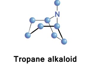 Αλκαλοειδή τροπανίου στα τρόφιμα: Η διαφορά στην εκτίμηση επικινδυνότητας μεταξύ EFSA και FAO/ΠΟΥ